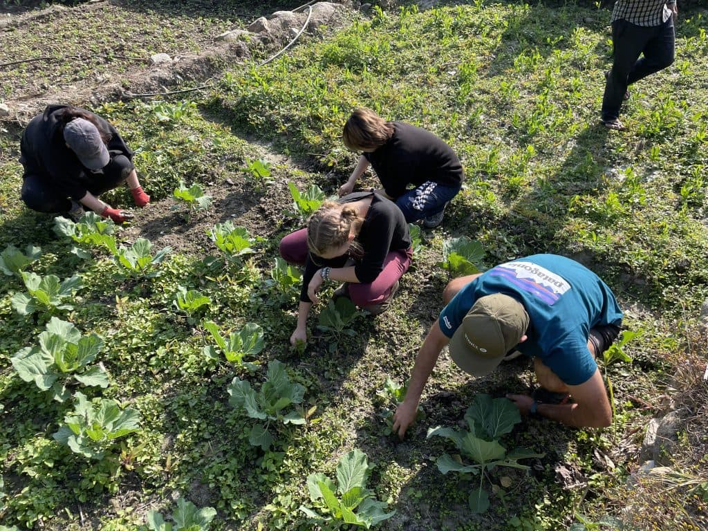 Four people bent over rows of vegetables, weeding and tending a terraced field
